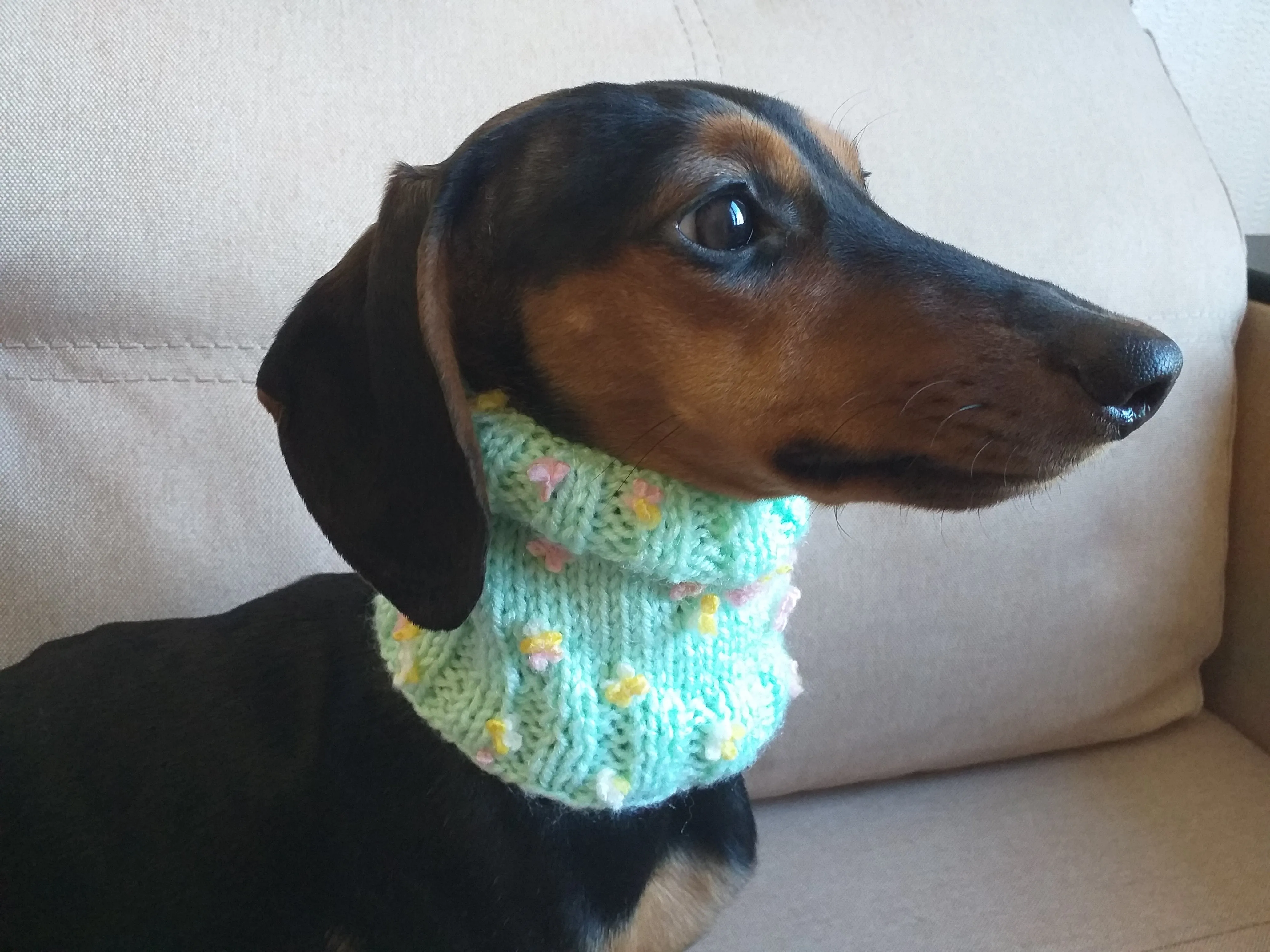 Wool scarf snood for dog, scarf snood for small dogs, snood for dachshund, scarf for dachshun